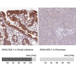 NAALADase-like 1/NAALADL1 Antibody, Novus Biologicals 0.1mL; Unlabeled:Antibodies,